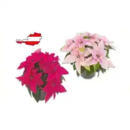 Lidl Weihnachtsstern Mehrtrieber „Princettia” Lidl Angebot