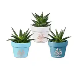 Lidl Grünpflanze in Keramik “Merry Christmas” Lidl Angebot