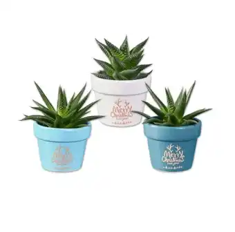 Lidl Grünpflanze in Keramik “Merry Christmas” Lidl Angebot