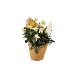 Lidl Christrose mit Wichtel im Potcover Lidl Angebot