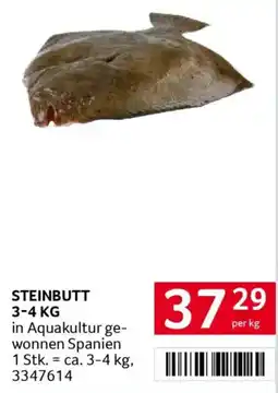 Transgourmet Steinbutt Angebot