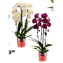 BayWa Orchidee 42770567 BayWa Angebot