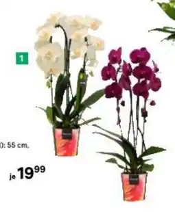 BayWa Orchidee Angebot