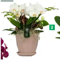 BayWa Arrangement Orchidee 42770556 BayWa Angebot