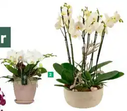 BayWa Arrangement Orchidee Angebot