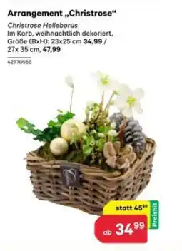 BayWa Arrangement Christrose Angebot