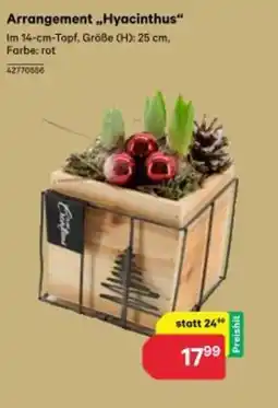 BayWa Arrangement hyacinthus Angebot