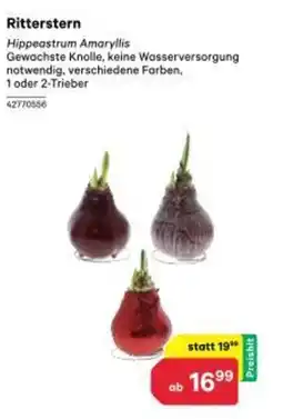 BayWa Ritterstern Angebot