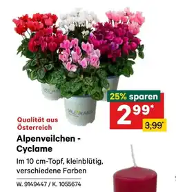 Lagerhaus Alpenveilchen cyclame Angebot