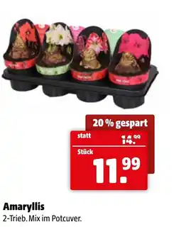 Der Grissemann Amaryllis Angebot