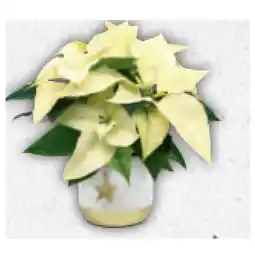 Hofer Zimmerpflanze in Weihnachtlicher Keramik Weihnachtsstern HOFER Angebot