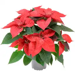 Metro Weihnachtsstern mit Glitter, Preisangabe ohne MwSt. (Preis inkl. MwSt. 5,07 €), METRO Angebot