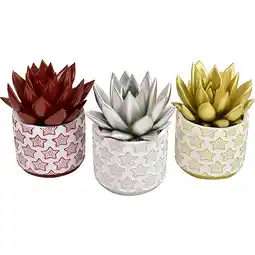 Metro Echeveria gefärbt in 9cm Topf, Preisangabe ohne MwSt. (Preis inkl. MwSt. 3,72 €), METRO Angebot
