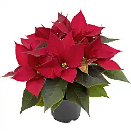 Metro Weihnachtsstern Midi, Preisangabe ohne MwSt. (Preis inkl. MwSt. 3,15 €), METRO Angebot