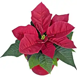 Metro Weihnachtsstern Mini mit Übertopf, Preisangabe ohne MwSt. (Preis inkl. MwSt. 3,94 €), METRO Angebot