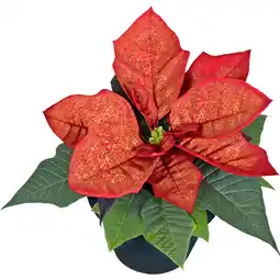 Metro Weihnachtsstern Mini mit Glitter, Preisangabe ohne MwSt. (Preis inkl. MwSt. 2,47 €), METRO Angebot