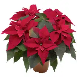 Metro Weihnachtsstern mit 5 Blüten, Preisangabe ohne MwSt. (Preis inkl. MwSt. 4,85 €), METRO Angebot