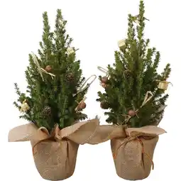 Metro Zuckerhutfichte, Preisangabe ohne MwSt. (Preis inkl. MwSt. 11,29 €), METRO Angebot