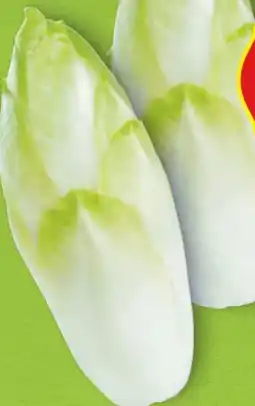 Hofer Hofer Marktplatz Chicoree Angebot