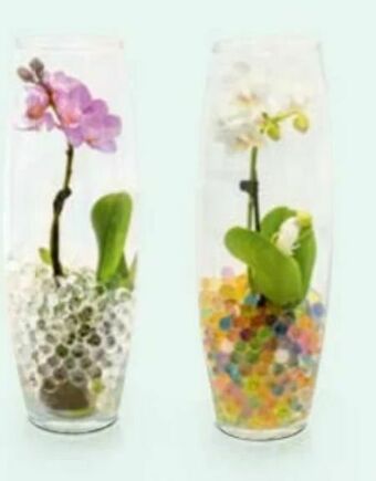 Hofer Mini-Orchidee Angebot