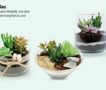 Hofer Sukkulenten Angebot