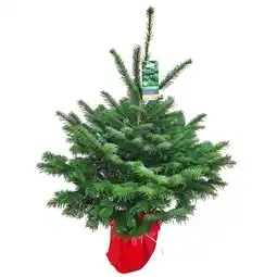 Hellweg Nordmanntanne 90-100 cm 15902 HELLWEG Angebot
