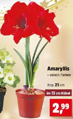 Thomas Philipps Amaryllis Angebot