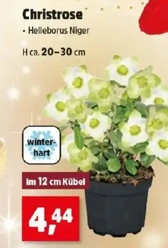 Thomas Philipps Christrose Angebot