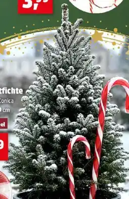 Thomas Philipps Zuckerhutfichte Angebot