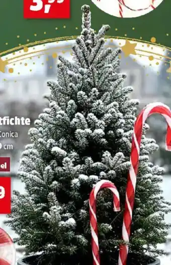 Thomas Philipps Zuckerhutfichte Angebot