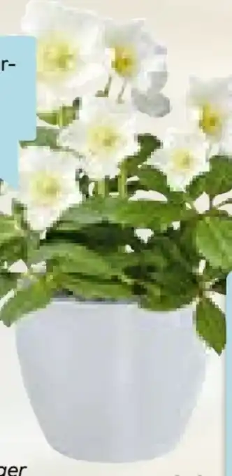 Hellweg Plantiflor Christrose Christmas Carol Angebot