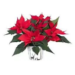 Hellweg Plantiflor Weihnachtsstern Euphorbia pulcherrima Angebot