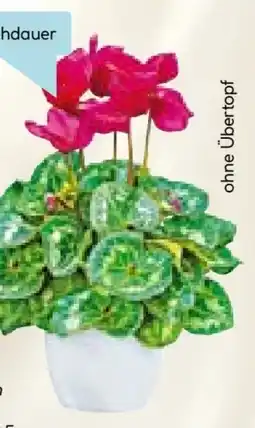 Hellweg Plantiflor Alpenveilchen Angebot