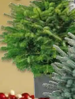 Hellweg Nordmanntanne Angebot