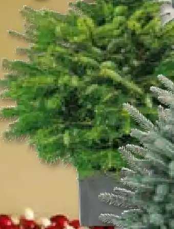 Hellweg Nordmanntanne Angebot