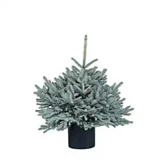 Hellweg Picea Angebot
