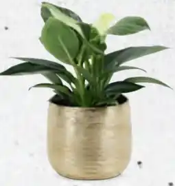 Hofer Amaryllis Angebot