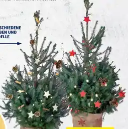Hofer Geschmückter Weihnachtsbaum Angebot