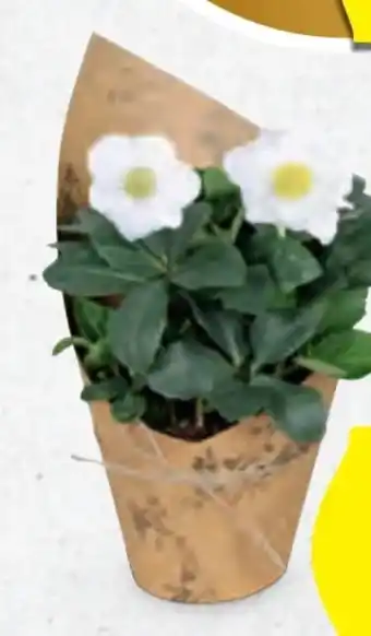 Hofer Schneerose Angebot