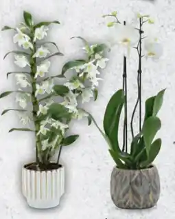 Hofer Phalaenopsis Angebot