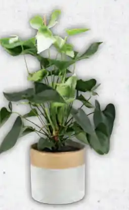 Hofer Anthurien Angebot