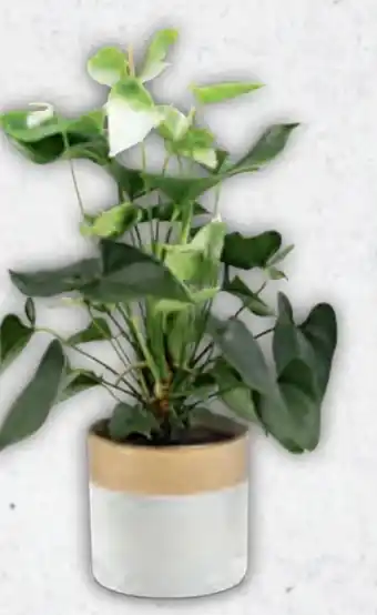 Hofer Anthurien Angebot