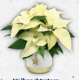 Hofer Weihnachtsstern Angebot