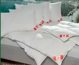 Matratzen Concord Dauneneinziehdecke Angebot