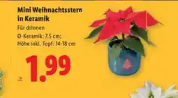 Lidl Mini Weihnachtsstern in Keramik Angebot