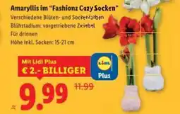Lidl Amaryllis im Fashionz Cazy Socken Angebot