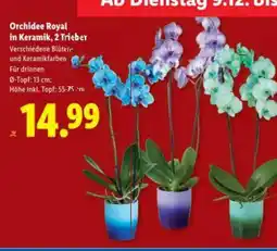 Lidl Orchidee Royal in Keramik Angebot