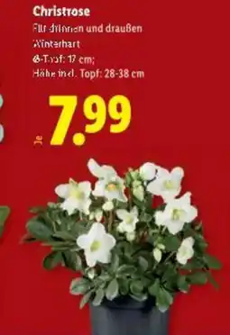 Lidl Christrose Angebot