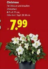 Lidl Christrose Angebot