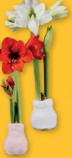 Lidl Amaryllis Angebot